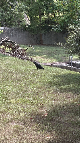 Black Vulture observed by eliselovesraptors
