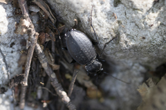 Carabus vinctus