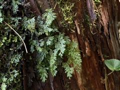 Hymenophyllum tunbrigense, photograph (c) Max Fussan, some rights reserved (CC BY)