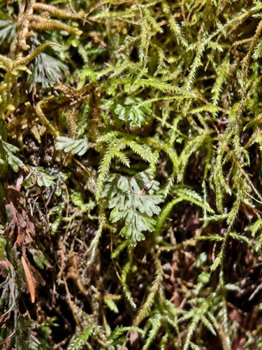 Hymenophyllum tunbrigense, photograph 2