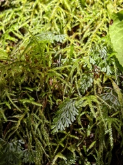 Hymenophyllum tunbrigense, photograph (c) Max Fussan, some rights reserved (CC BY)