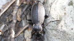 Carabus vinctus