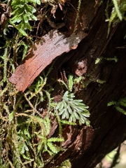 Hymenophyllum tunbrigense, photograph (c) Max Fussan, some rights reserved (CC BY)