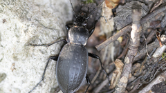 Carabus vinctus