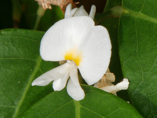 Baphia nitida