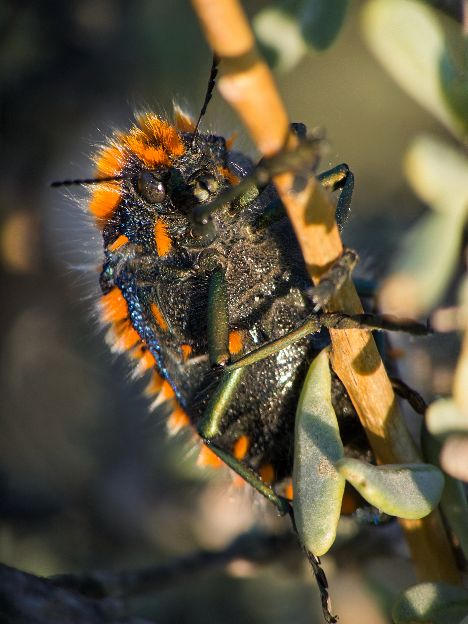 Julodis viridipes