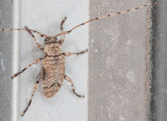 Sternidius mimeticus