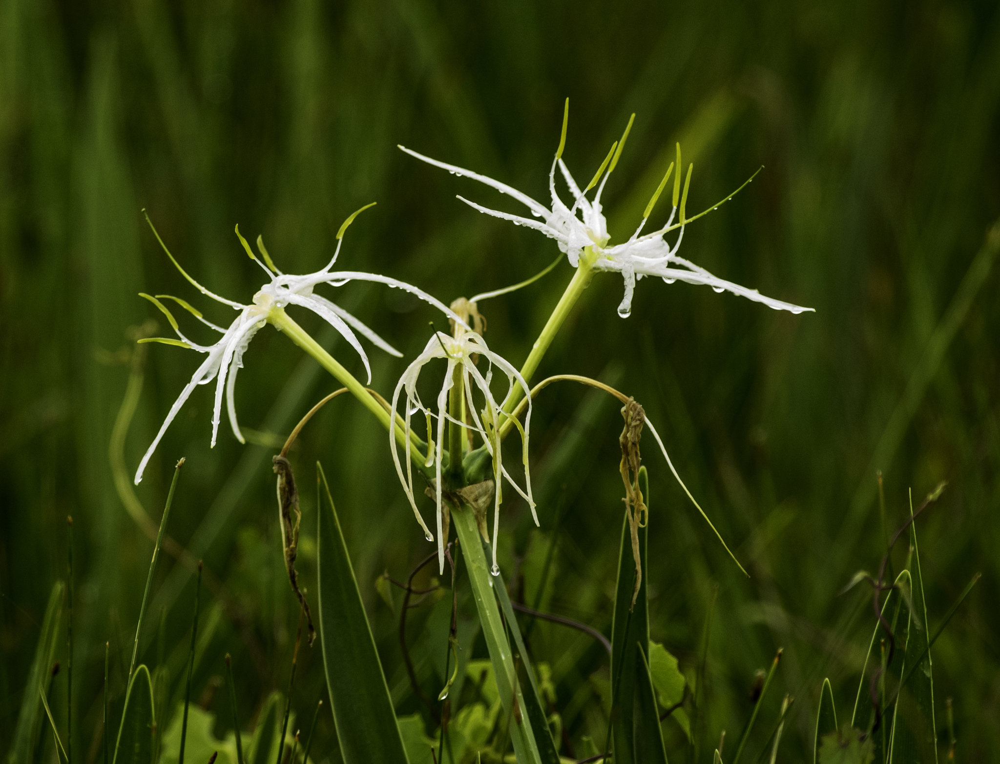 spring spiderlily (Hymenocallis liriosme)  iNaturalist