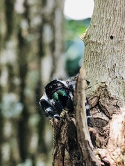 Phidippus bidentatus