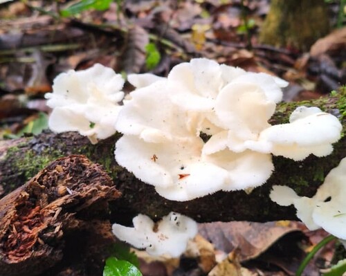 Favolus brasiliensis