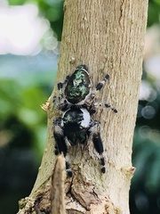 Phidippus bidentatus