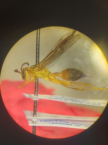Agelaia pallipes
