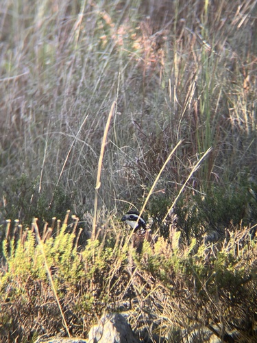 Northern Bobwhite observed by codystricker