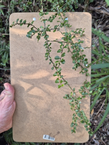 orange thorn