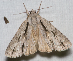 Acronicta hasta