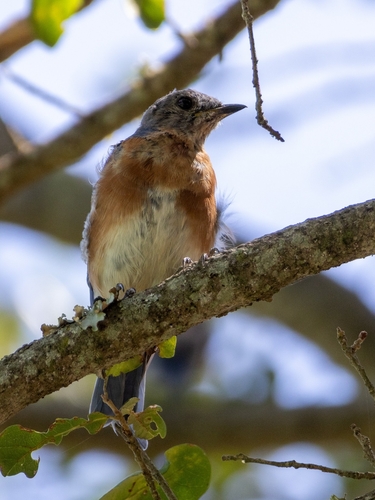 Eastern Bluebird observed by cpersia