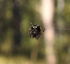 Araneus rotundulus