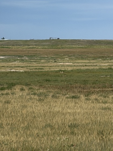Black-tailed Prairie Dog observed by elleogrant
