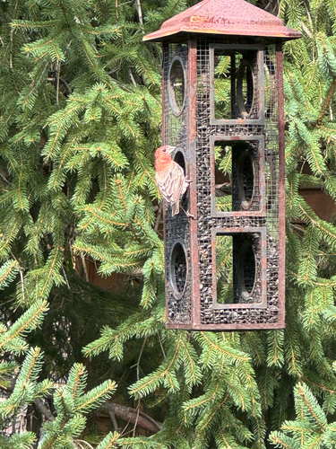 House Finch observed by eric_halla