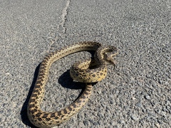 Pituophis catenifer annectens
