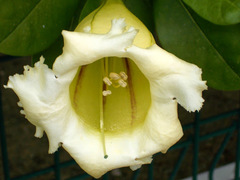 Solandra longiflora