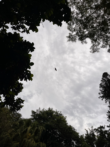 Carcará observed by sophia60847