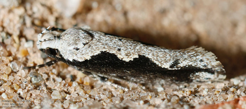 Ethmia semiombra photo 5
