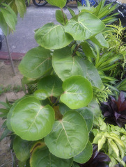 Polyscias scutellaria