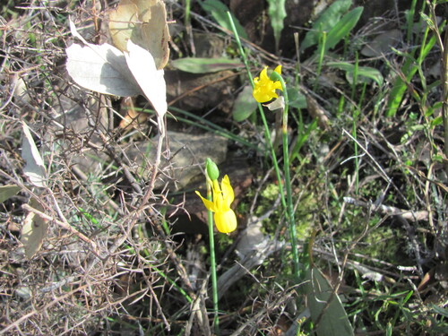 Narcissus triandrus (Narcissus triandrus)