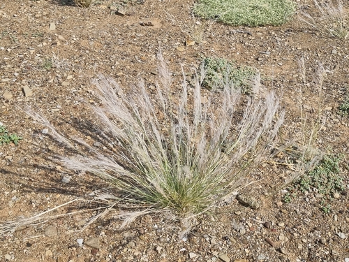 Stipagrostis uniplumis, 2026-09-01