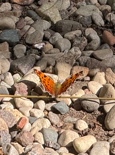 Eastern Comma