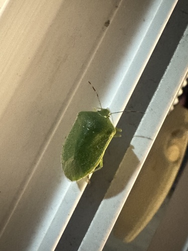 Southern Green Stink Bug