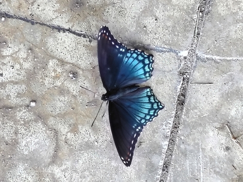 Red-spotted Purple