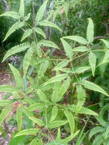 Dicranopteris subpectinata observed 2026-08-25