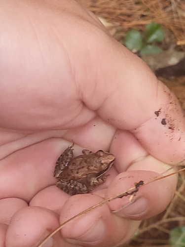 Wood Frog observed by talon98238