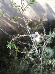Leptospermum scoparium