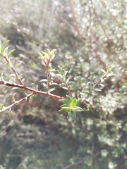 Leptospermum scoparium