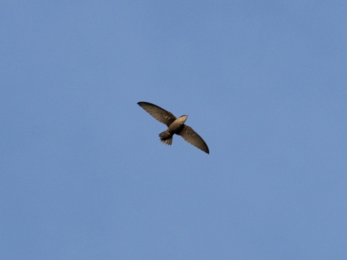 Chimney Swift observed by cpersia