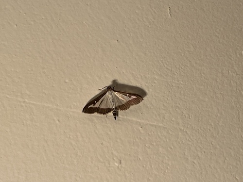 Box Tree Moth