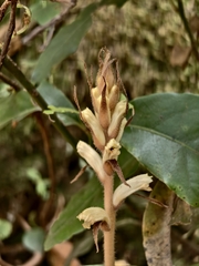 Orobanche hederae, photograph (c) Max Fussan, some rights reserved (CC BY)
