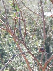 Leptospermum scoparium