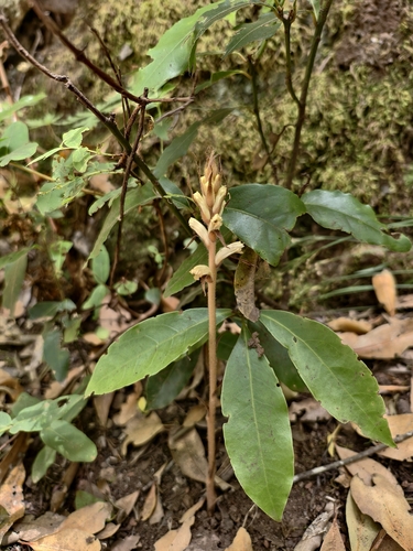 Orobanche hederae, photograph 6