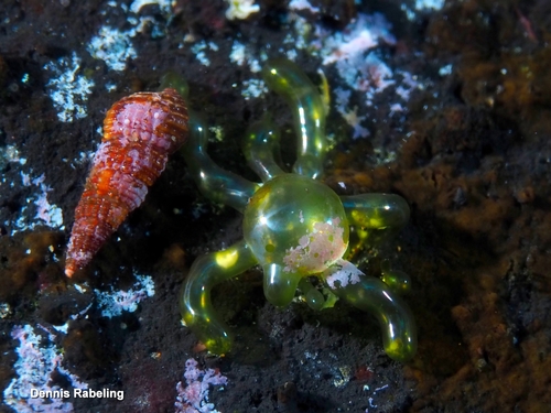 Valonia utricularis observed 2026-09-01