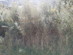 Leptospermum scoparium