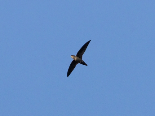 Chimney Swift observed by cpersia