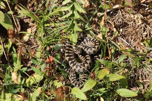 Adder