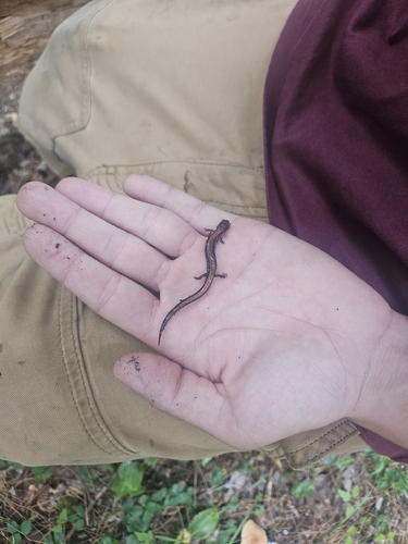 Eastern Red-backed Salamander observed by kaidenwhaley
