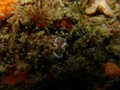 Glossodoris