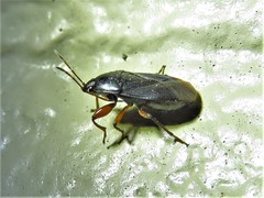 Delochilocoris illuminatus