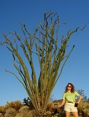 Fouquieria splendens
